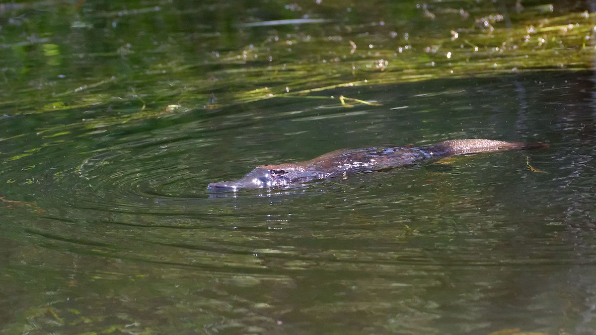 鴨嘴獸 - ML646172596