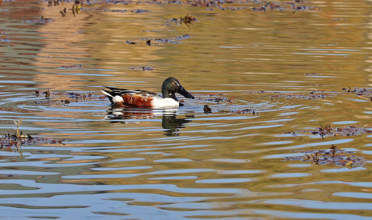 Northern Shoveler - ML646172600