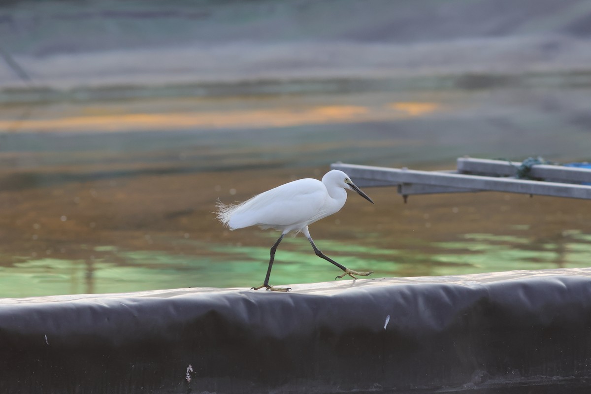 Little Egret - ML646172602