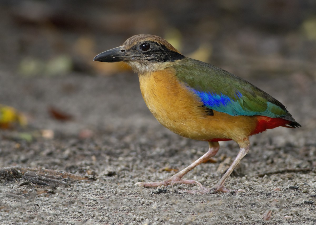Mangrove Pitta - ML646172603