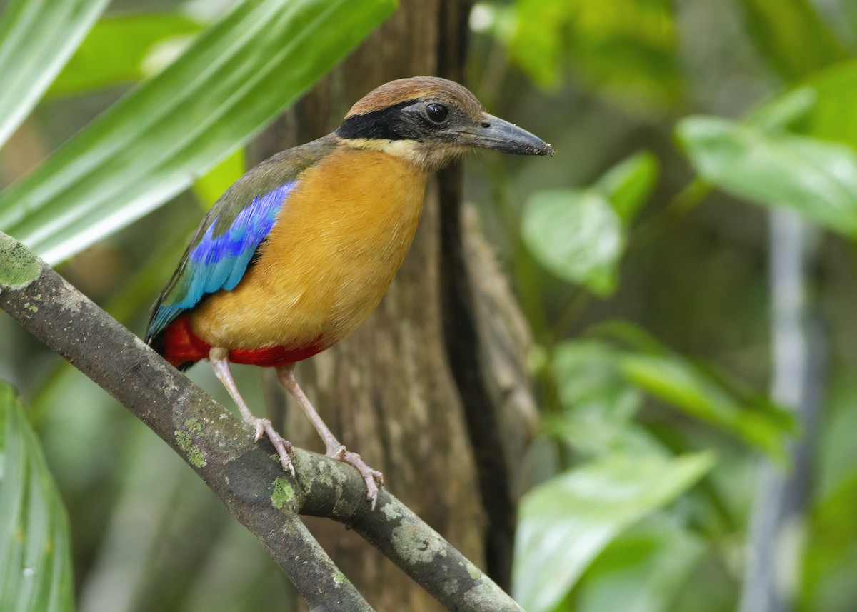 Mangrove Pitta - ML646172604