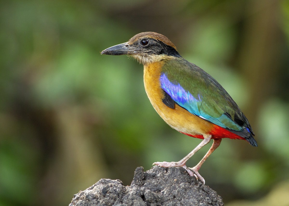 Mangrove Pitta - ML646172605