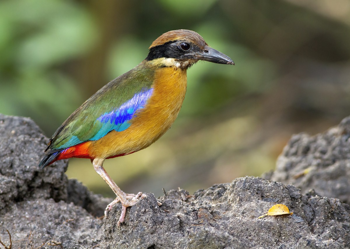 Mangrove Pitta - ML646172606