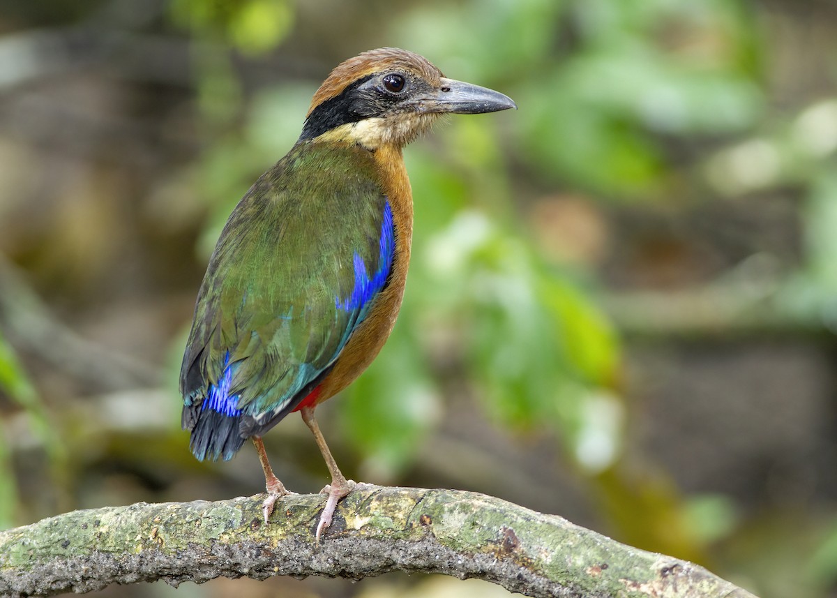 Mangrove Pitta - ML646172607