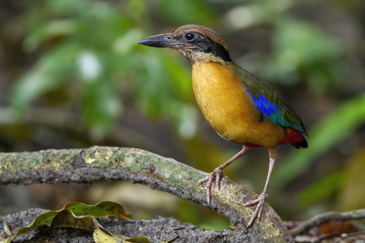 Mangrove Pitta - ML646172608