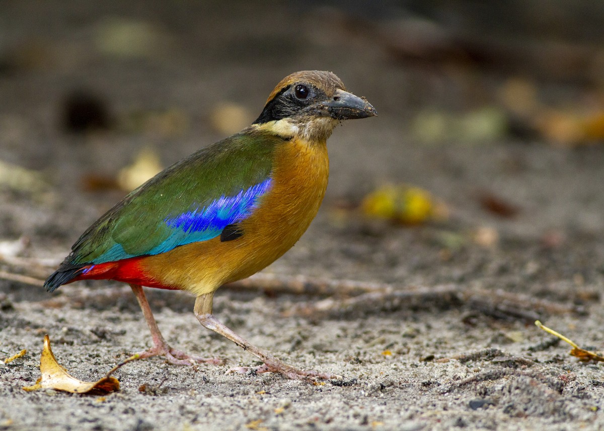 Mangrove Pitta - ML646172609