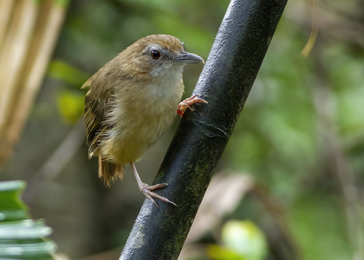 Abbott's Babbler - ML646172612