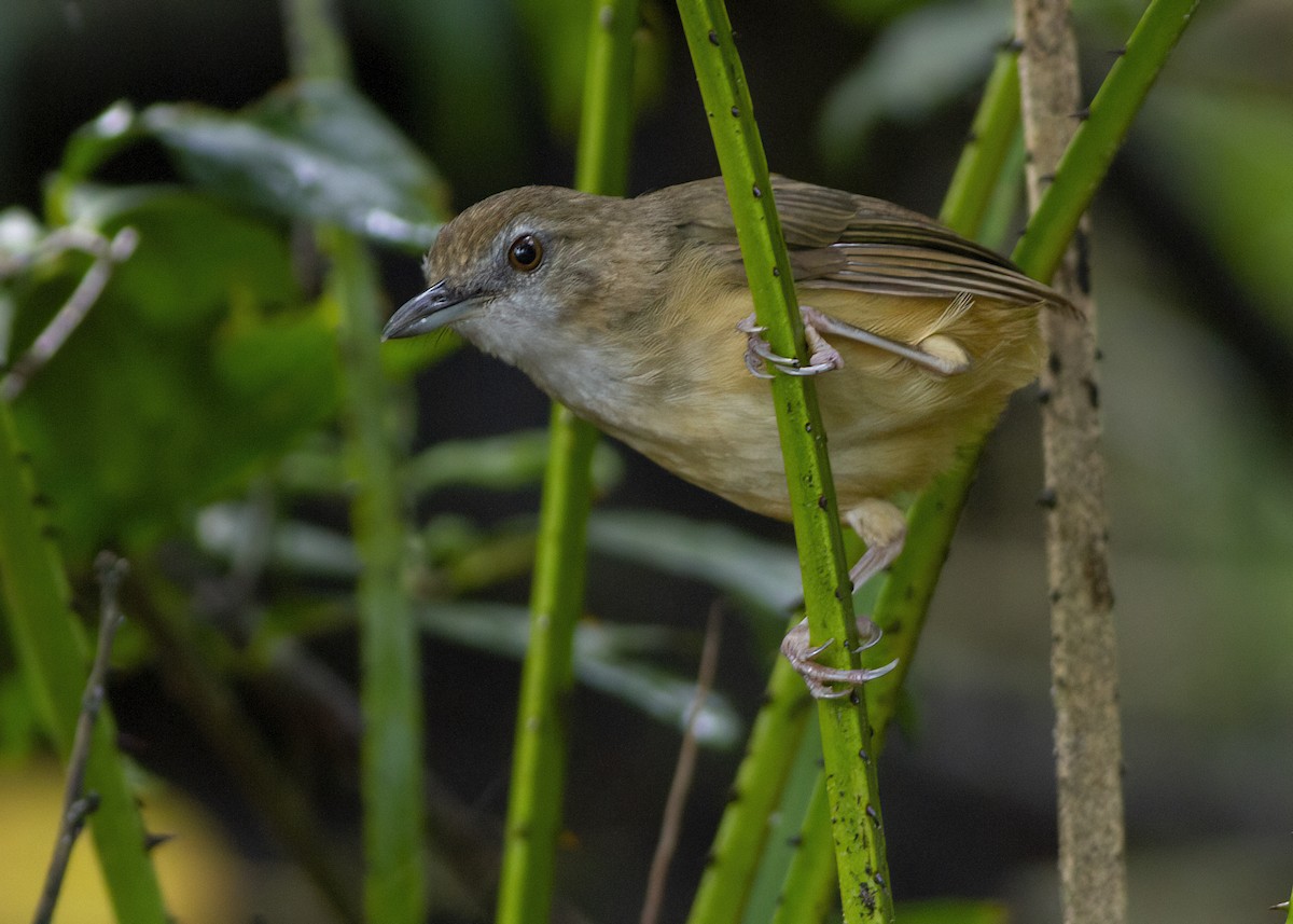Abbott's Babbler - ML646172613