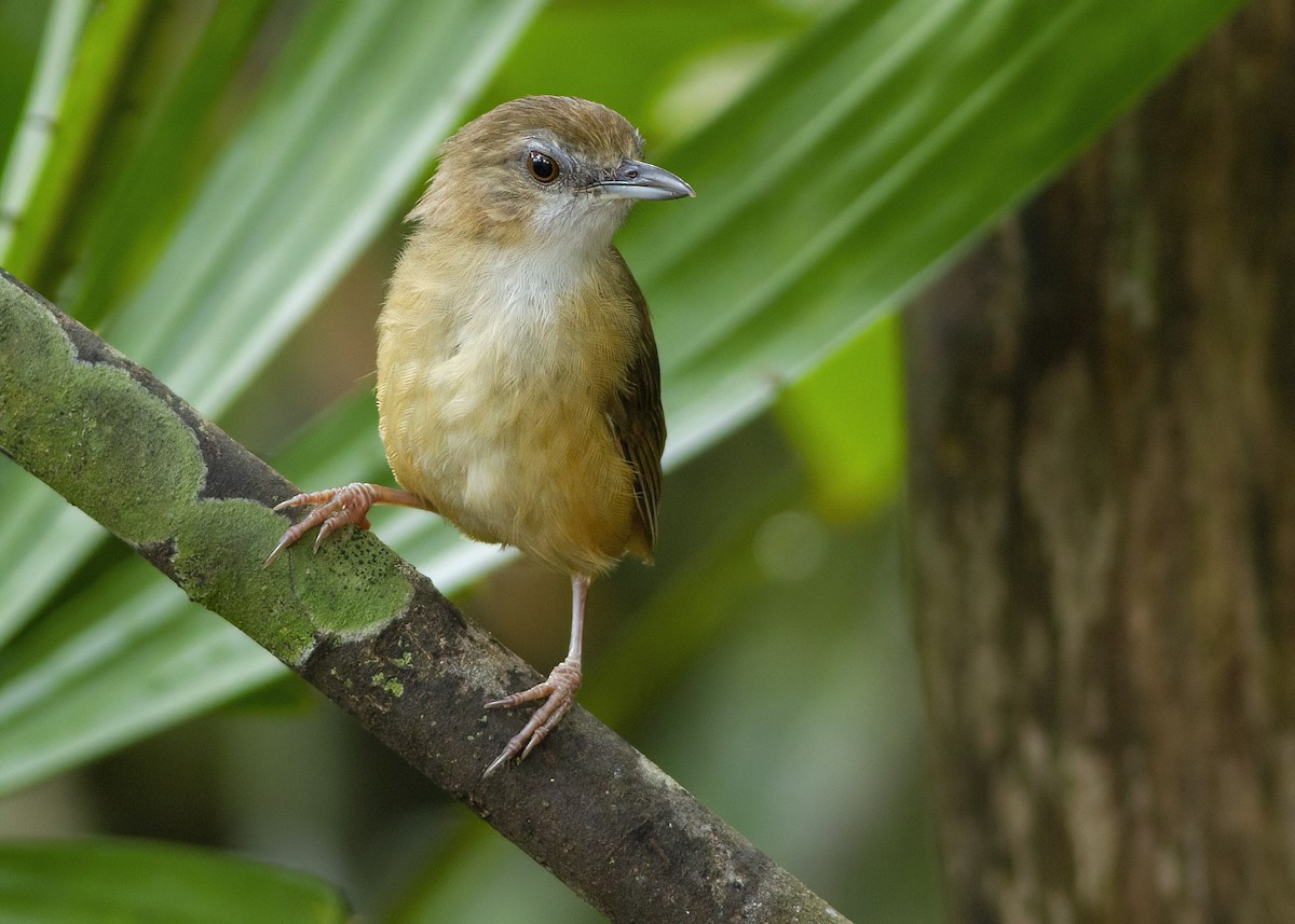 Abbott's Babbler - ML646172614