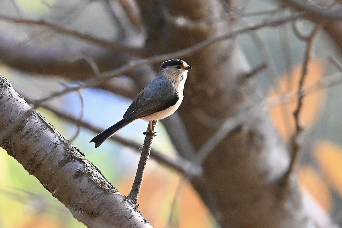Silver-throated Tit - ML646172615