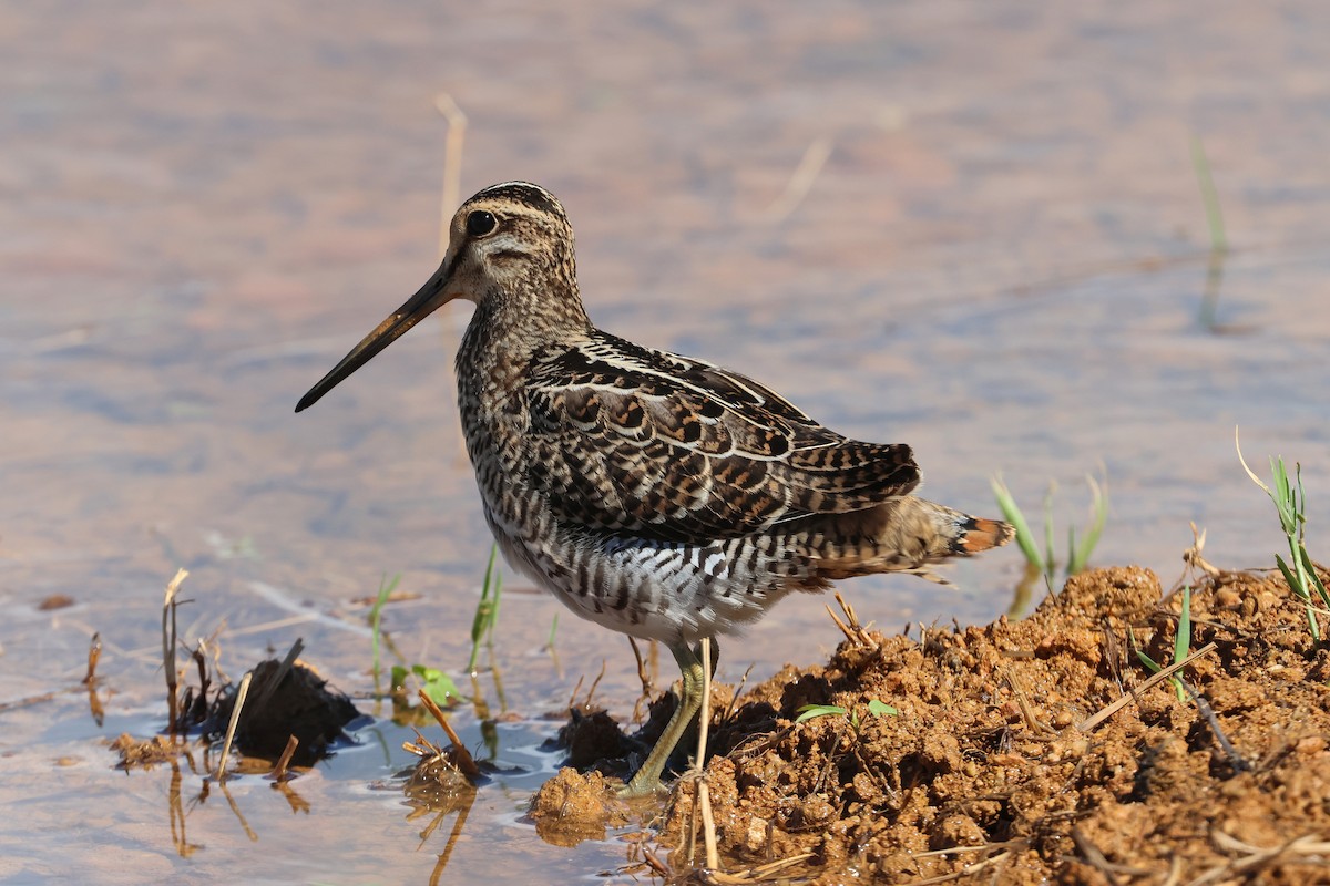 bajkalbekkasin/sibirbekkasin - ML646172621