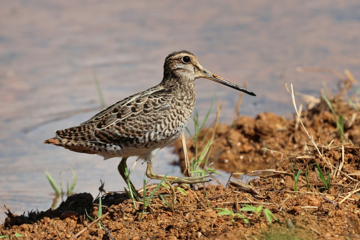 bajkalbekkasin/sibirbekkasin - ML646172622