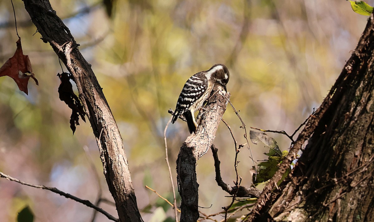 Japanese Pygmy Woodpecker - ML646172623