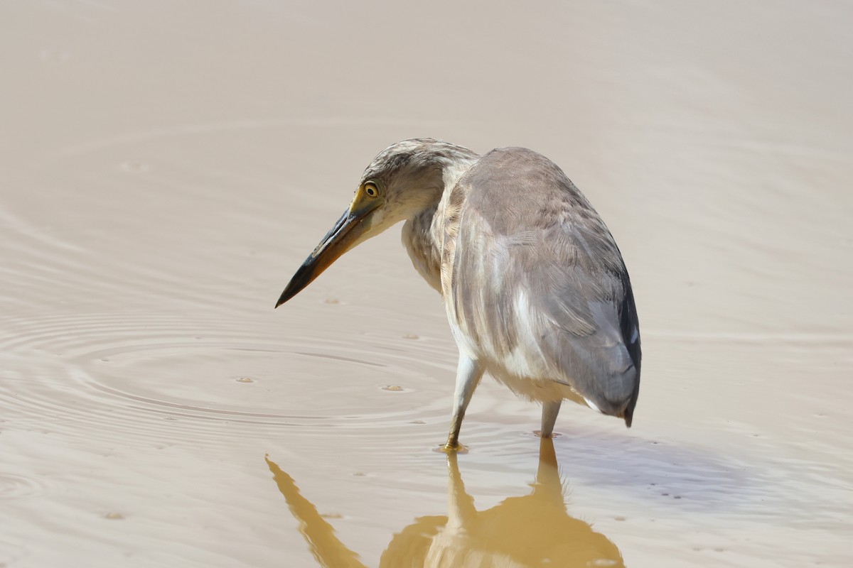 damhegre - ML646172627