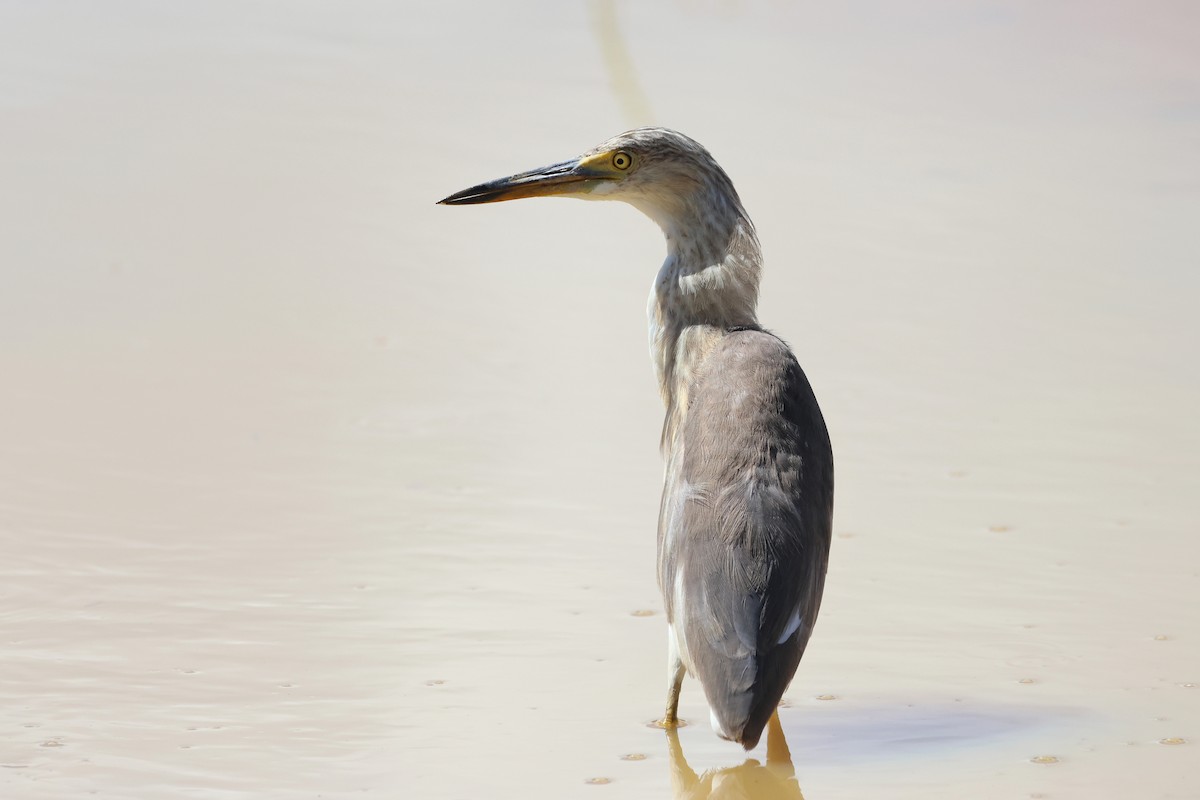 damhegre - ML646172628