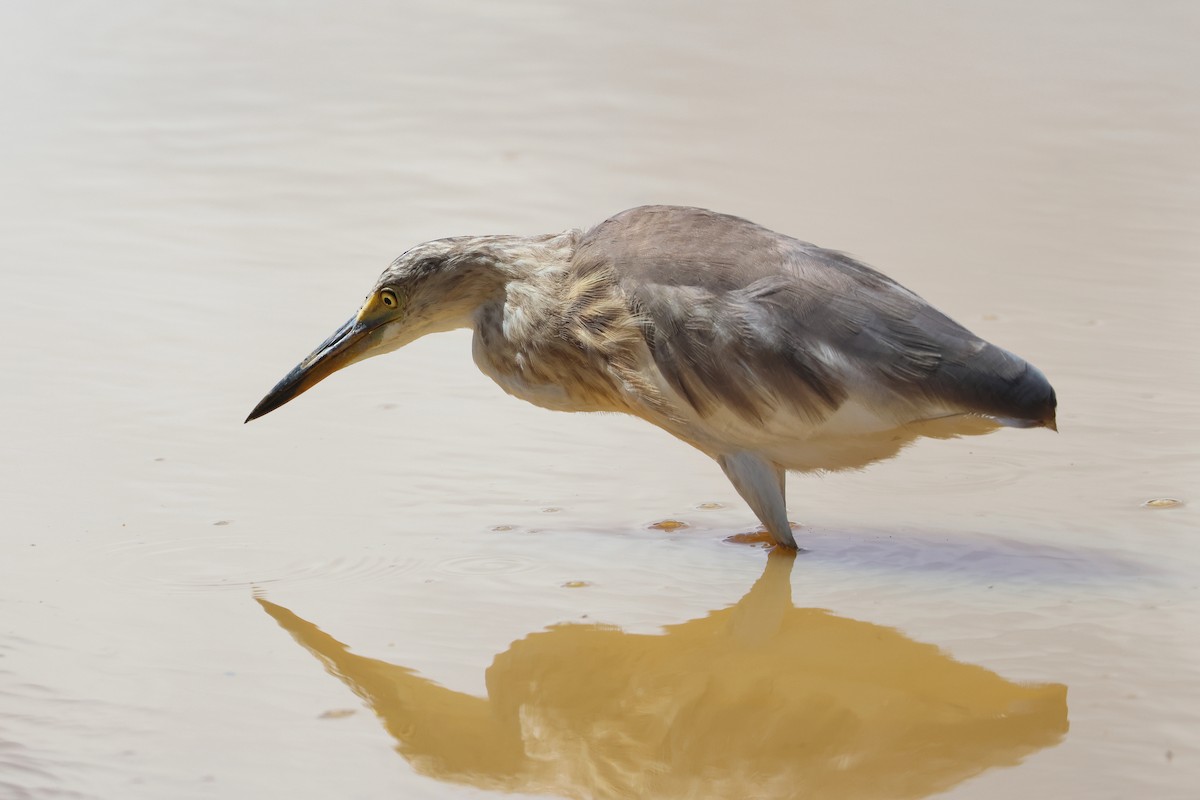 damhegre - ML646172629