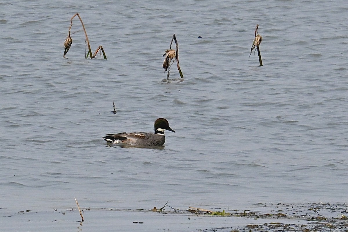 Falcated Duck - ML646172630