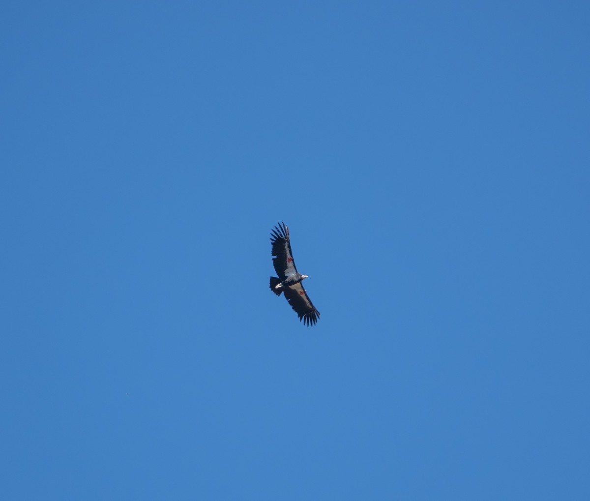 California Condor - ML646172632