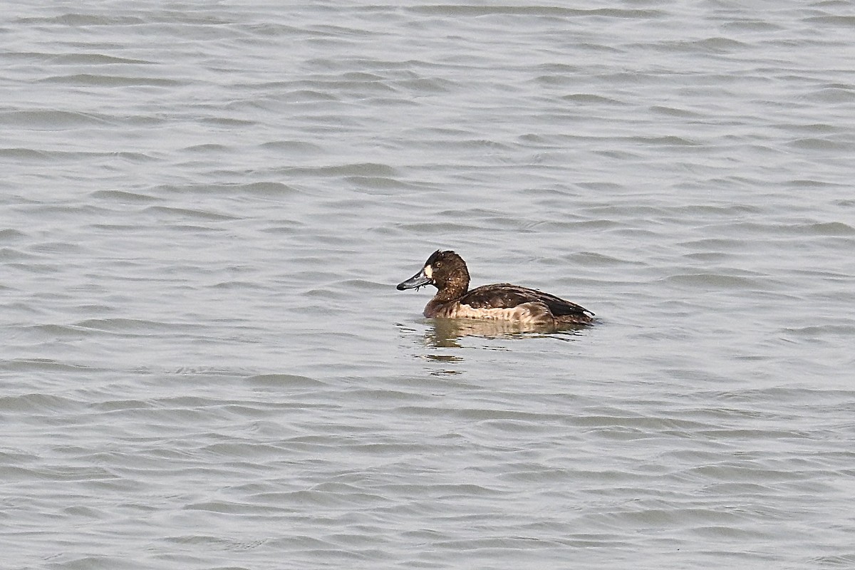 Greater Scaup - ML646172633