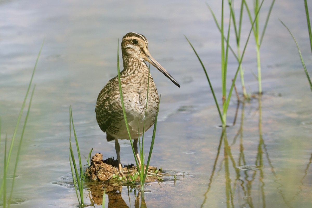 bajkalbekkasin/sibirbekkasin - ML646172634