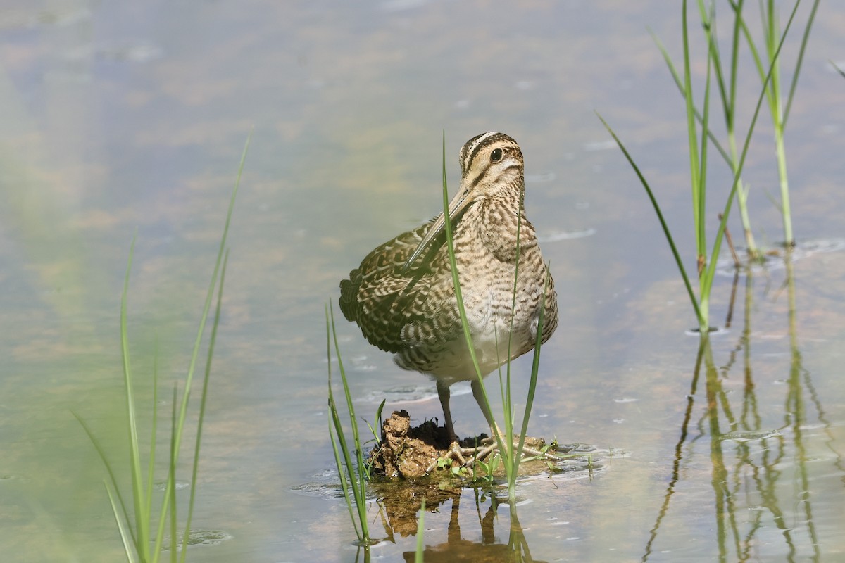 bajkalbekkasin/sibirbekkasin - ML646172635
