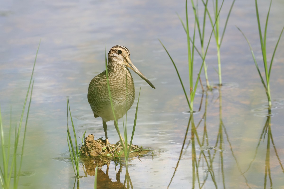 bajkalbekkasin/sibirbekkasin - ML646172636