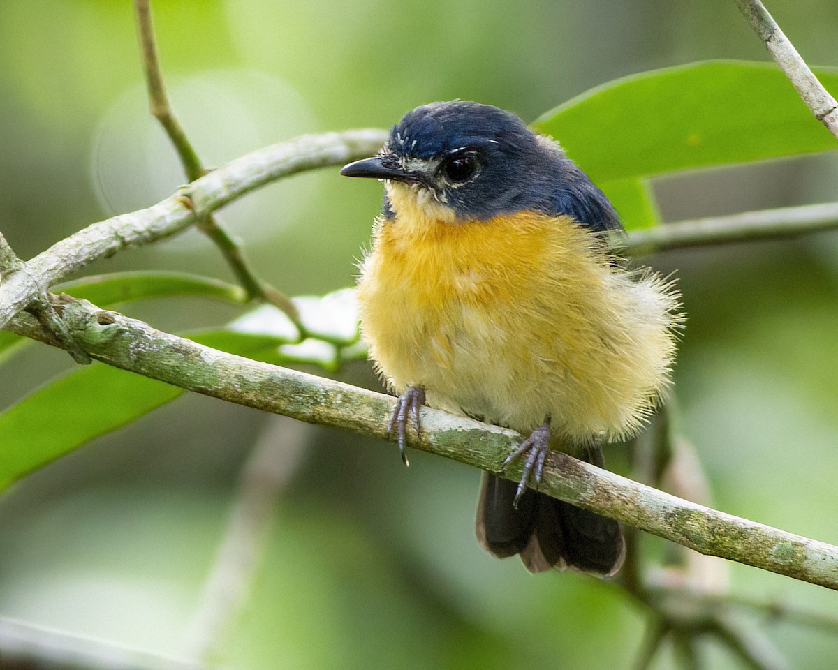 Mangrove Blue Flycatcher - ML646172639