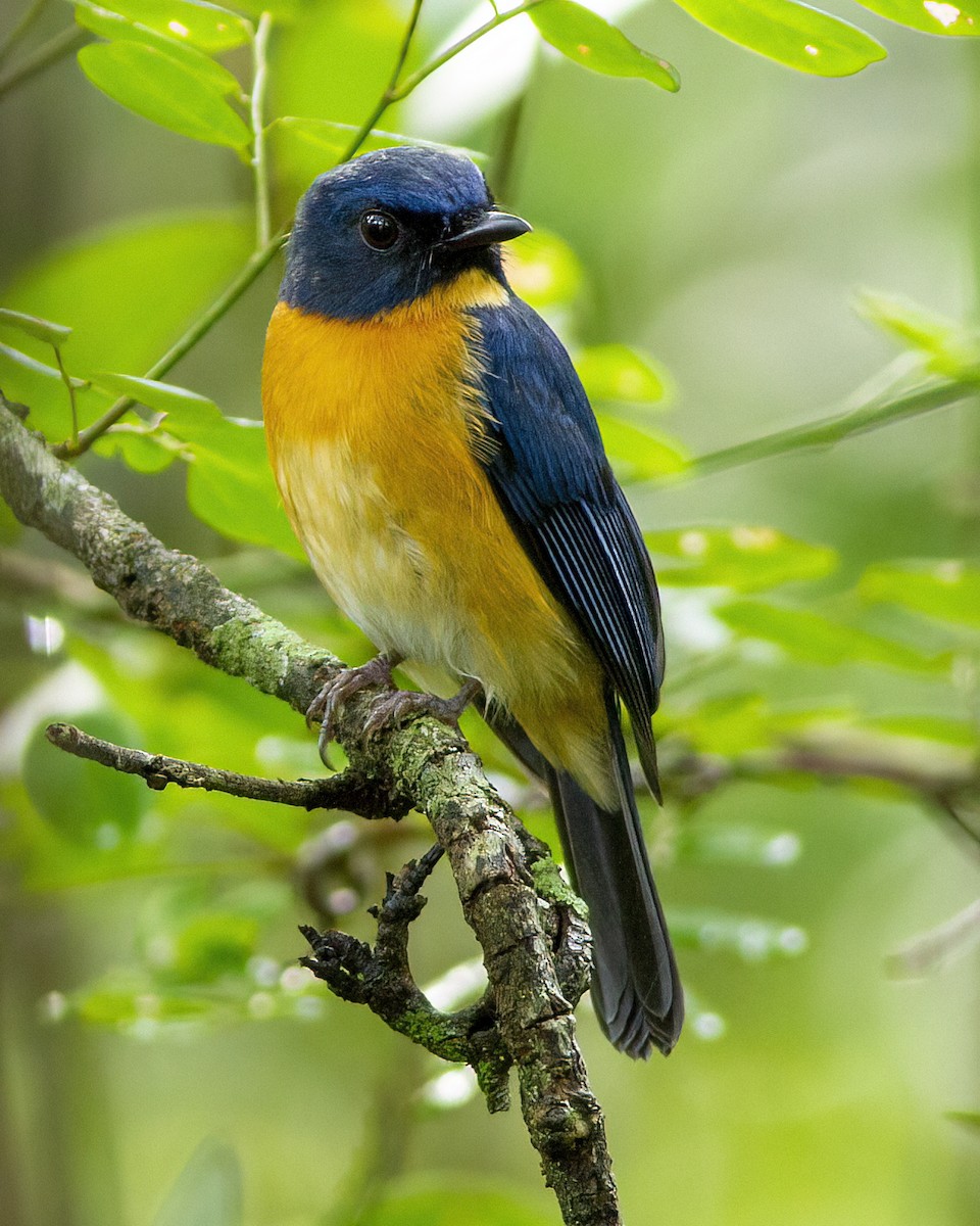 Mangrove Blue Flycatcher - ML646172640