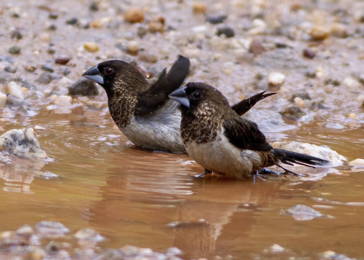 White-rumped Munia - ML646172646