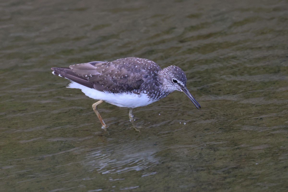 skogsnipe - ML646172648