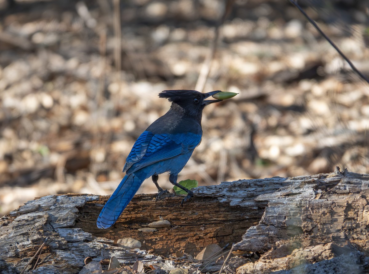 Steller's Jay - ML646172656
