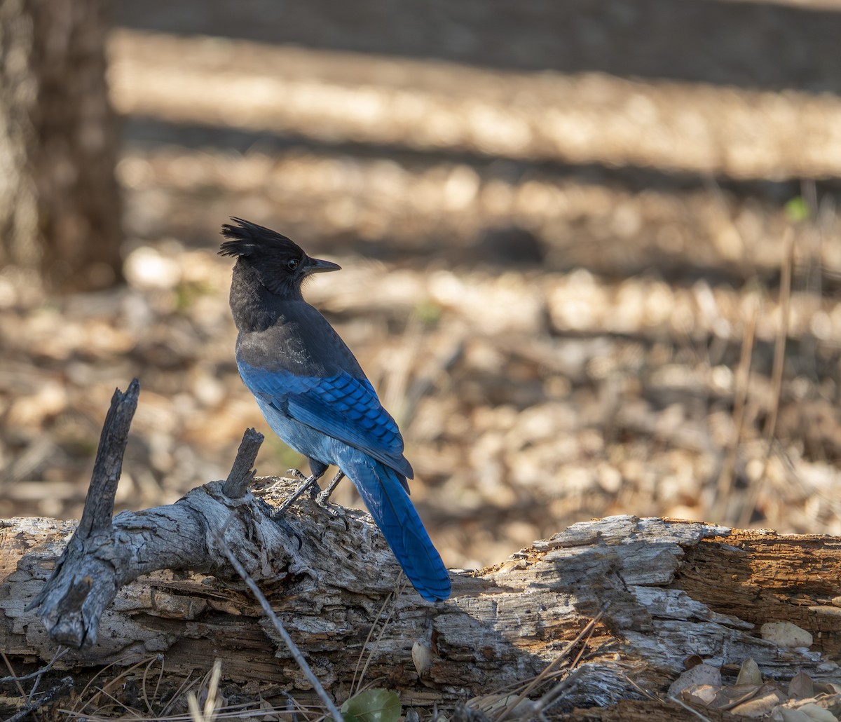 Steller's Jay - ML646172657