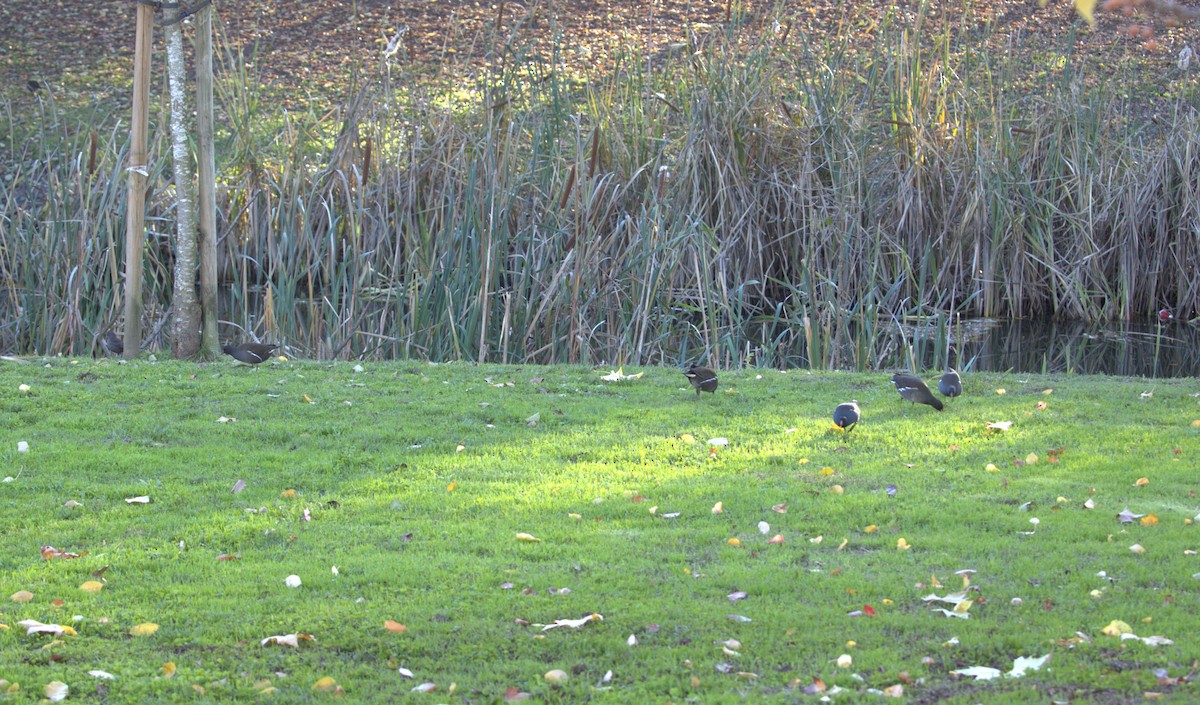 Eurasian Moorhen - ML646172662