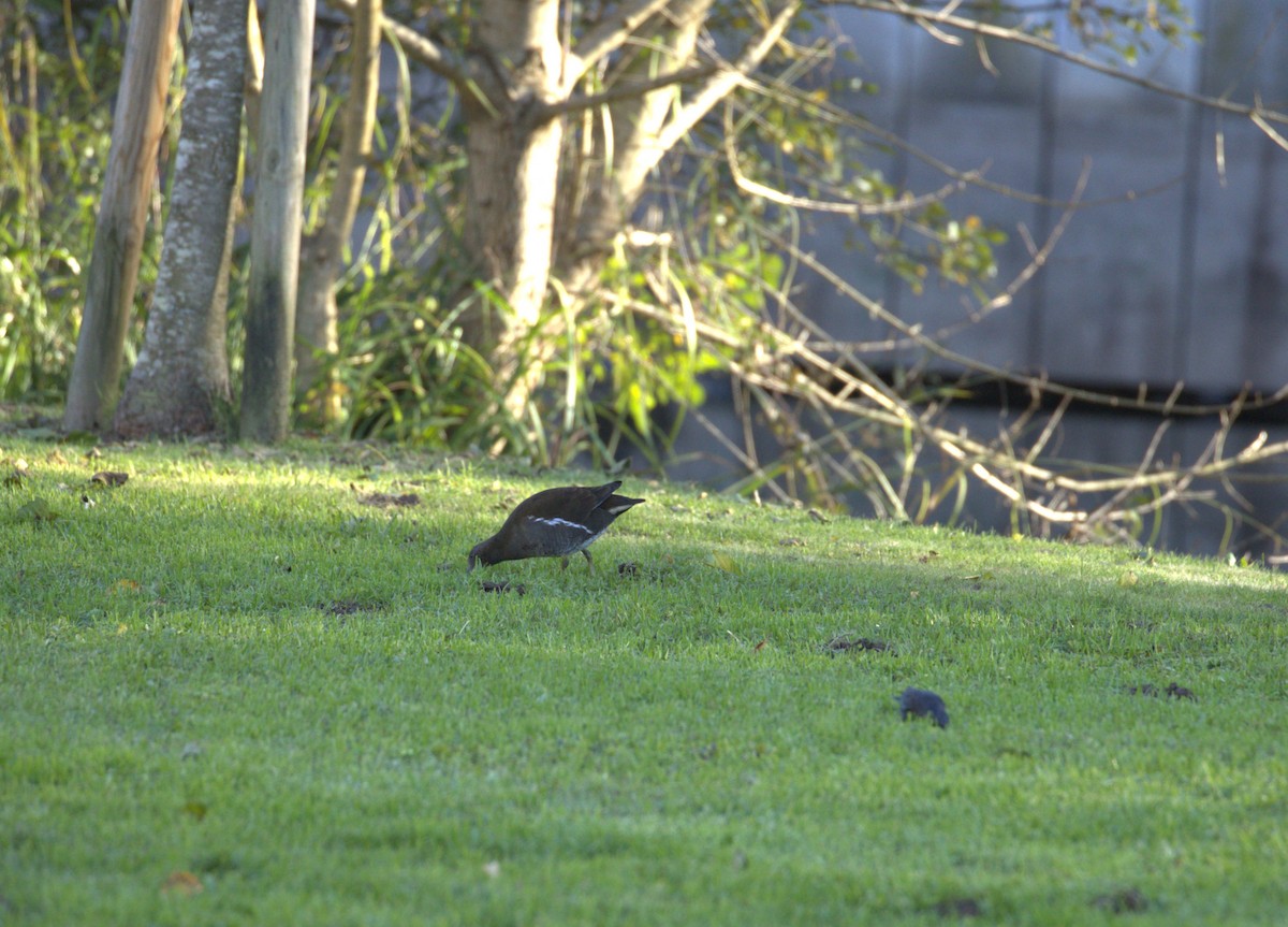 Eurasian Moorhen - ML646172663