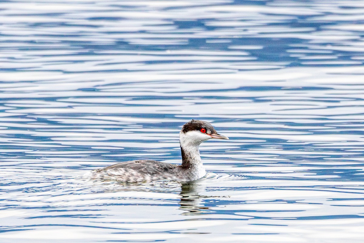 Kulaklı Batağan - ML646172665