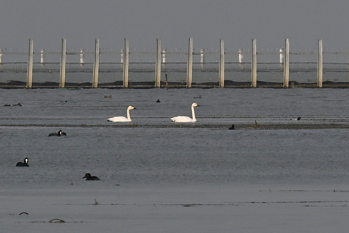 Tundra Swan - ML646172670