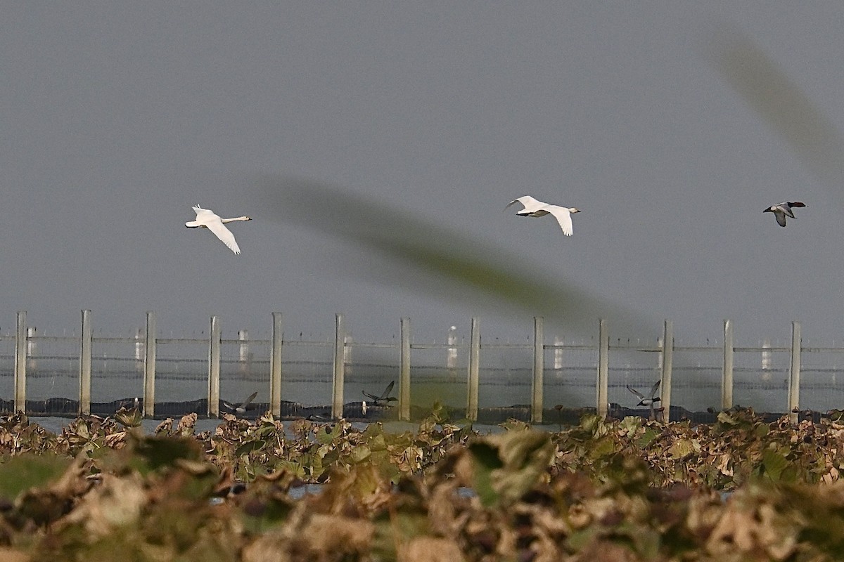 Tundra Swan - ML646172671