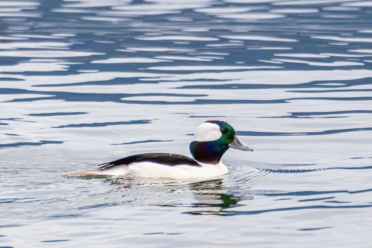 Ak Yanaklı Ördek - ML646172673