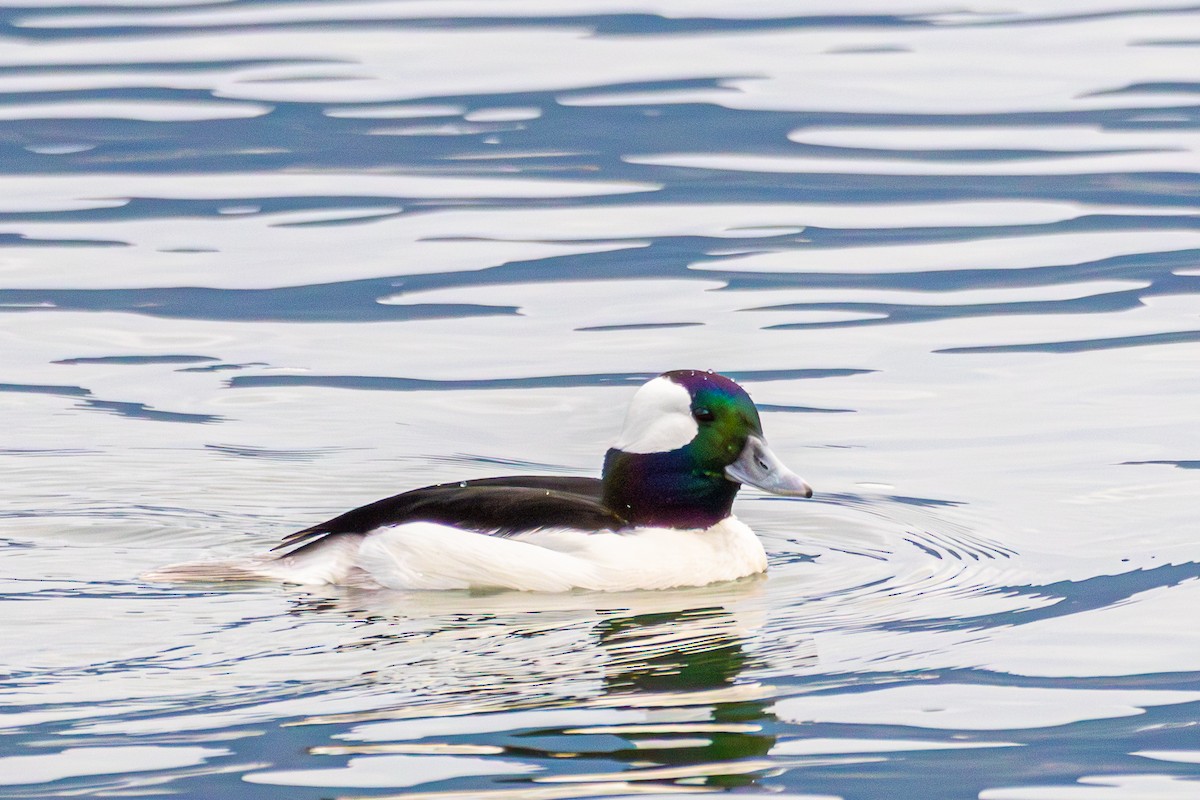 Ak Yanaklı Ördek - ML646172674