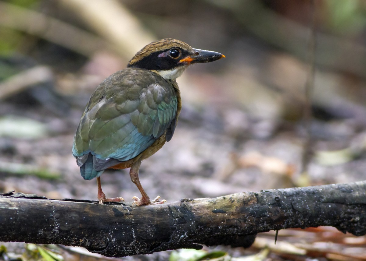 Mangrove Pitta - ML646172675
