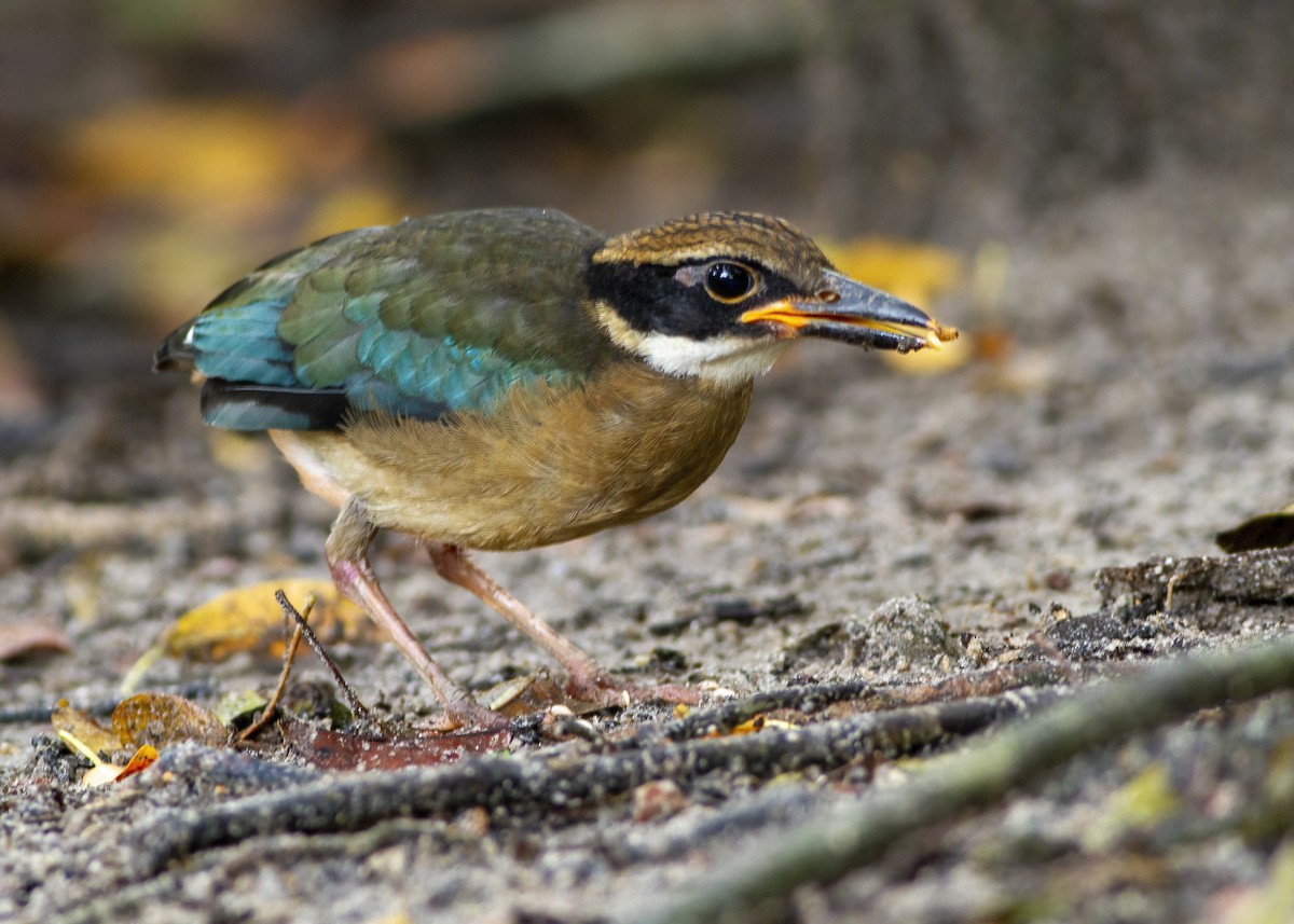 Mangrove Pitta - ML646172676