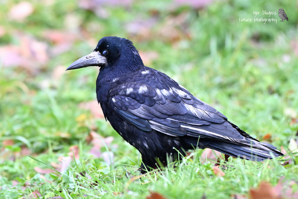 Ekin Kargası - ML646172683