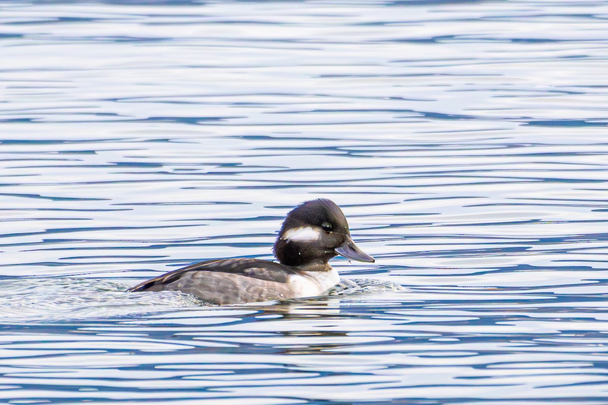 Ak Yanaklı Ördek - ML646172684