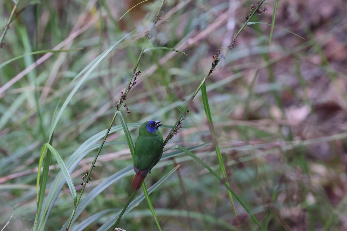 Dreifarben-Papageiamadine - ML646172685