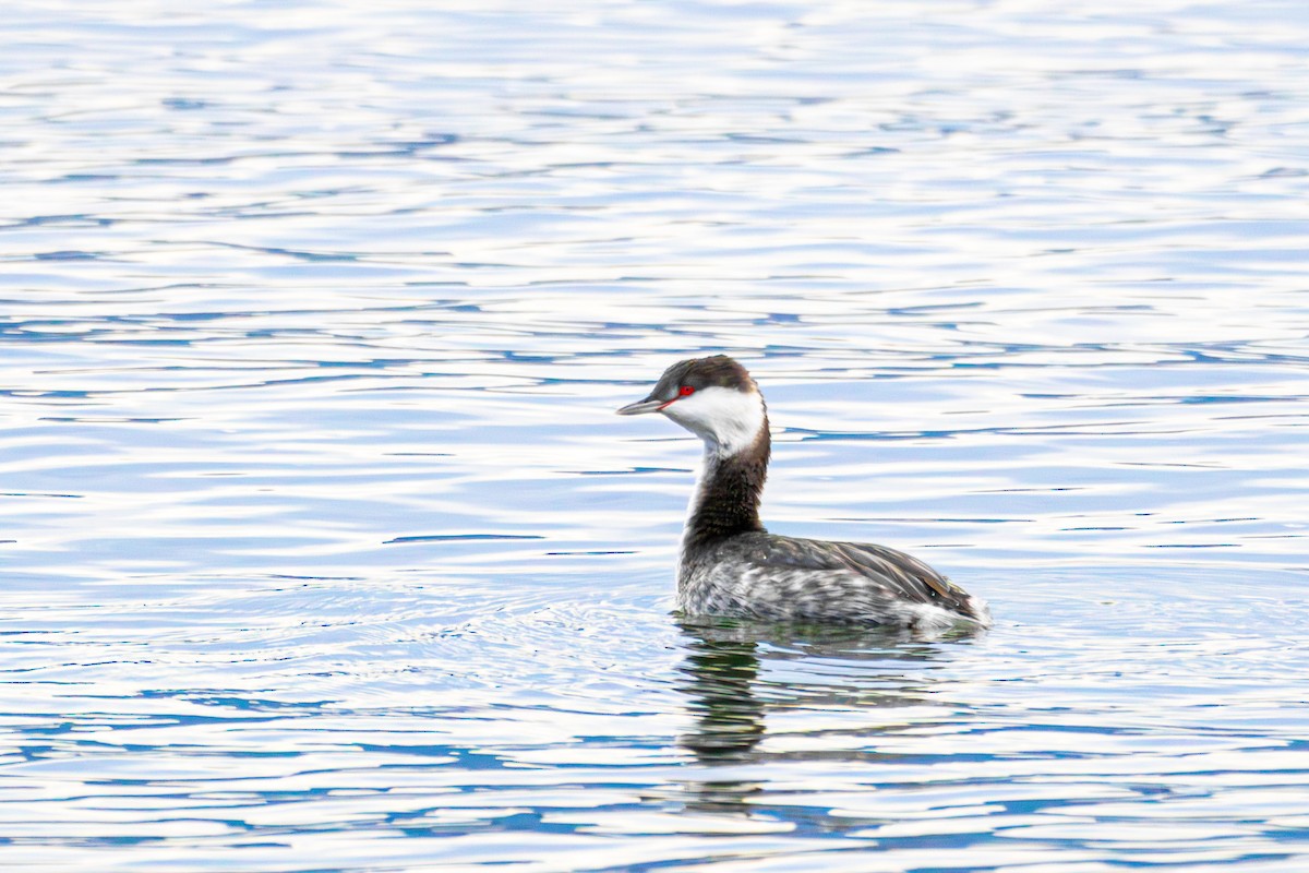 Kulaklı Batağan - ML646172696