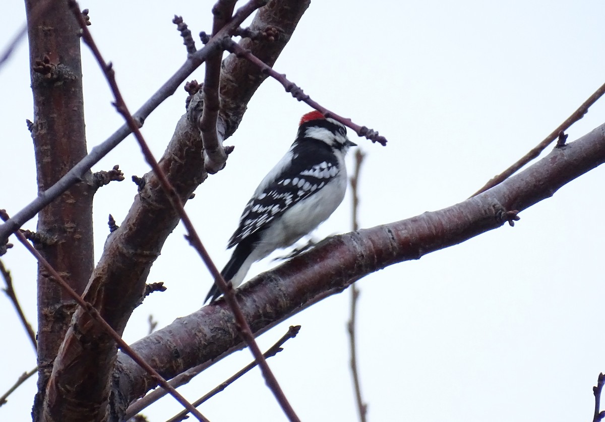 Downy Woodpecker - ML646172698
