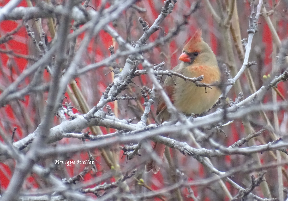 rødkardinal - ML646172707