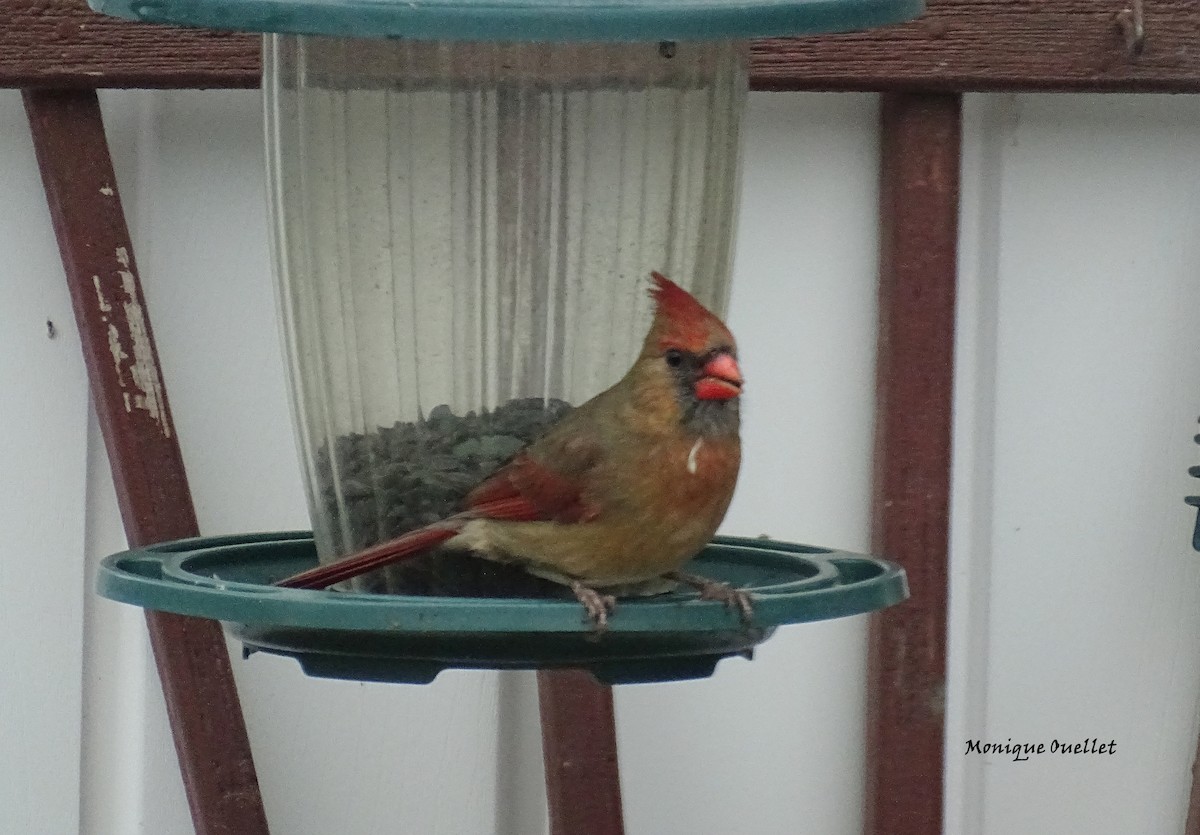 rødkardinal - ML646172708