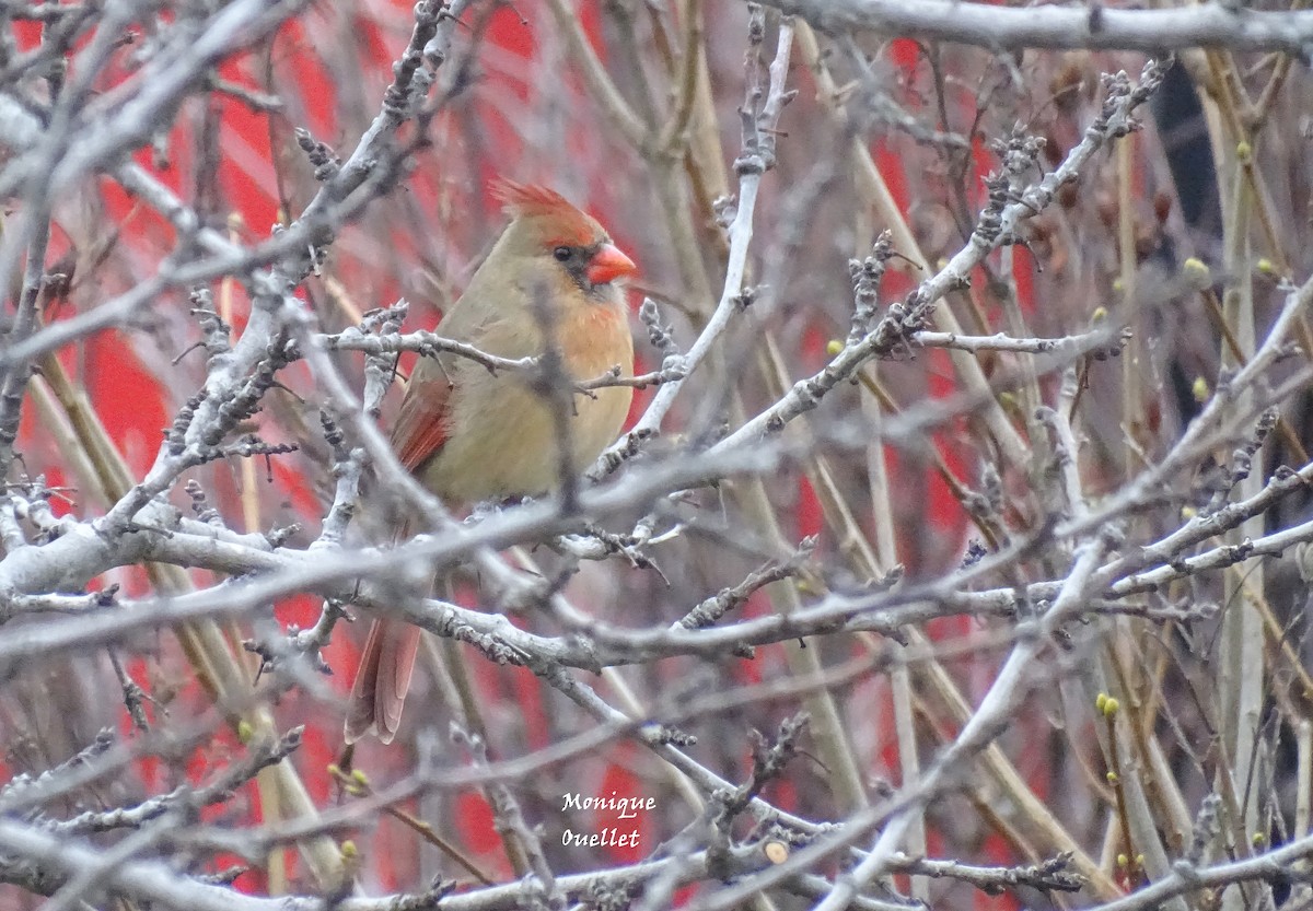 rødkardinal - ML646172709