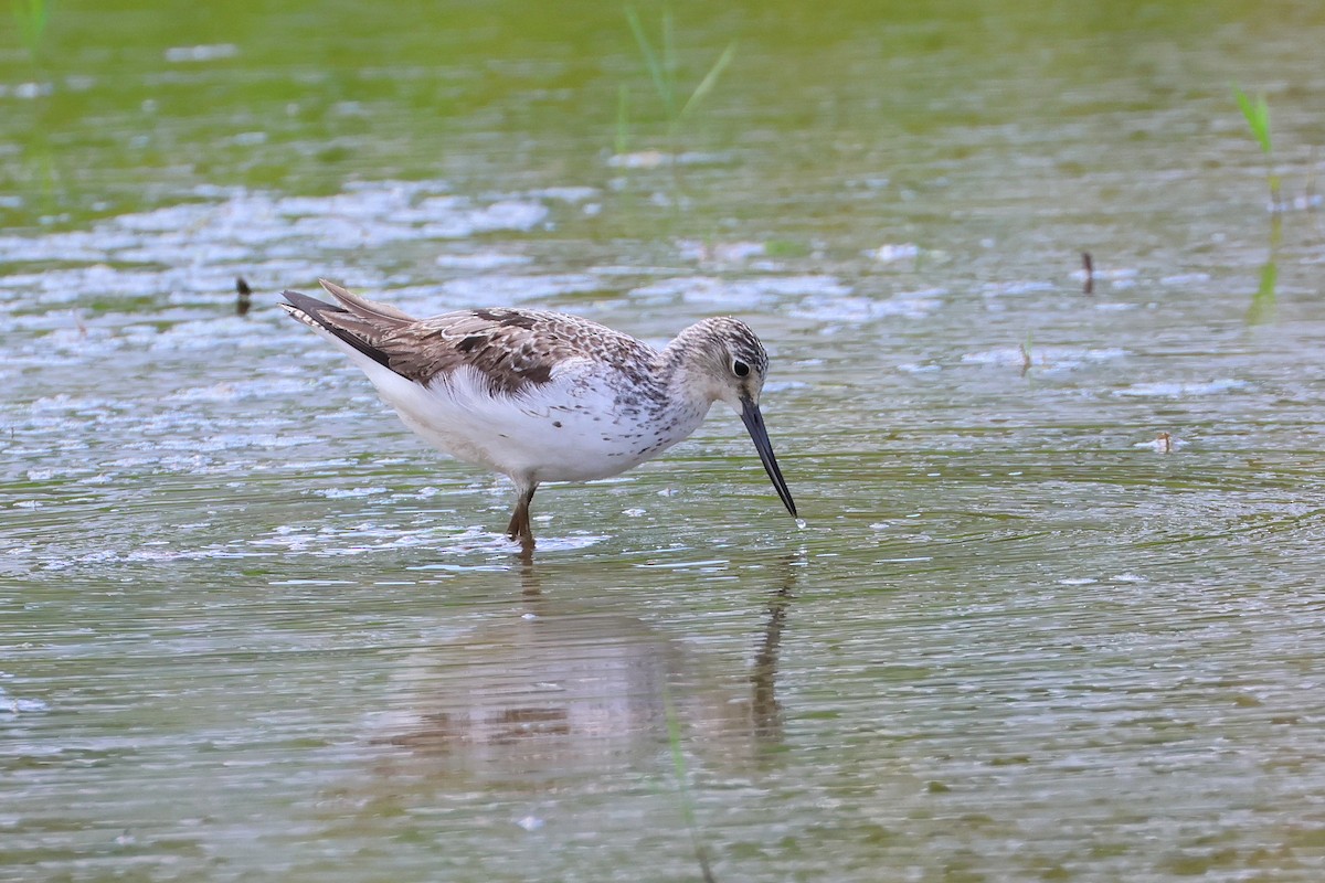 gluttsnipe - ML646172710